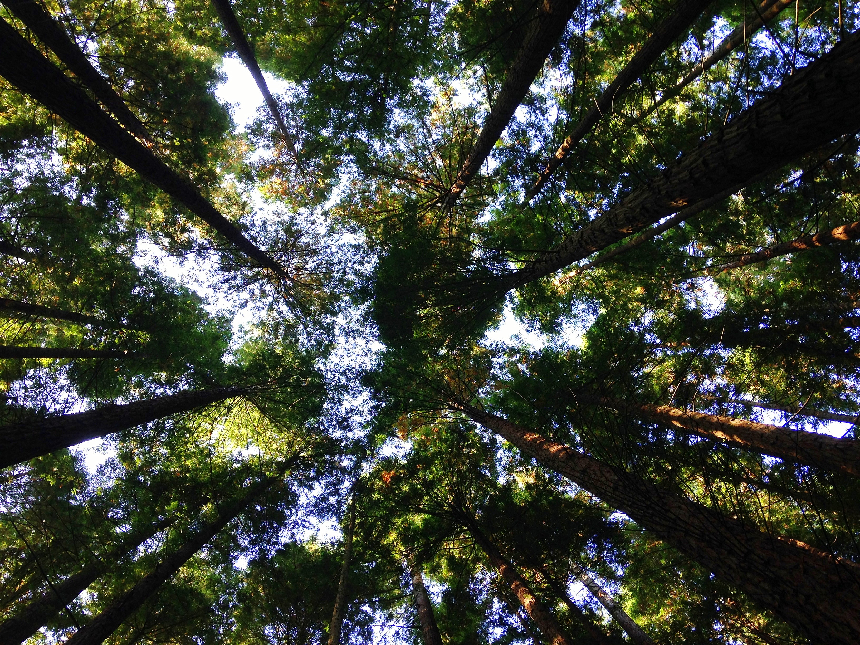 photo-Ligthen Up Tress Looking Up