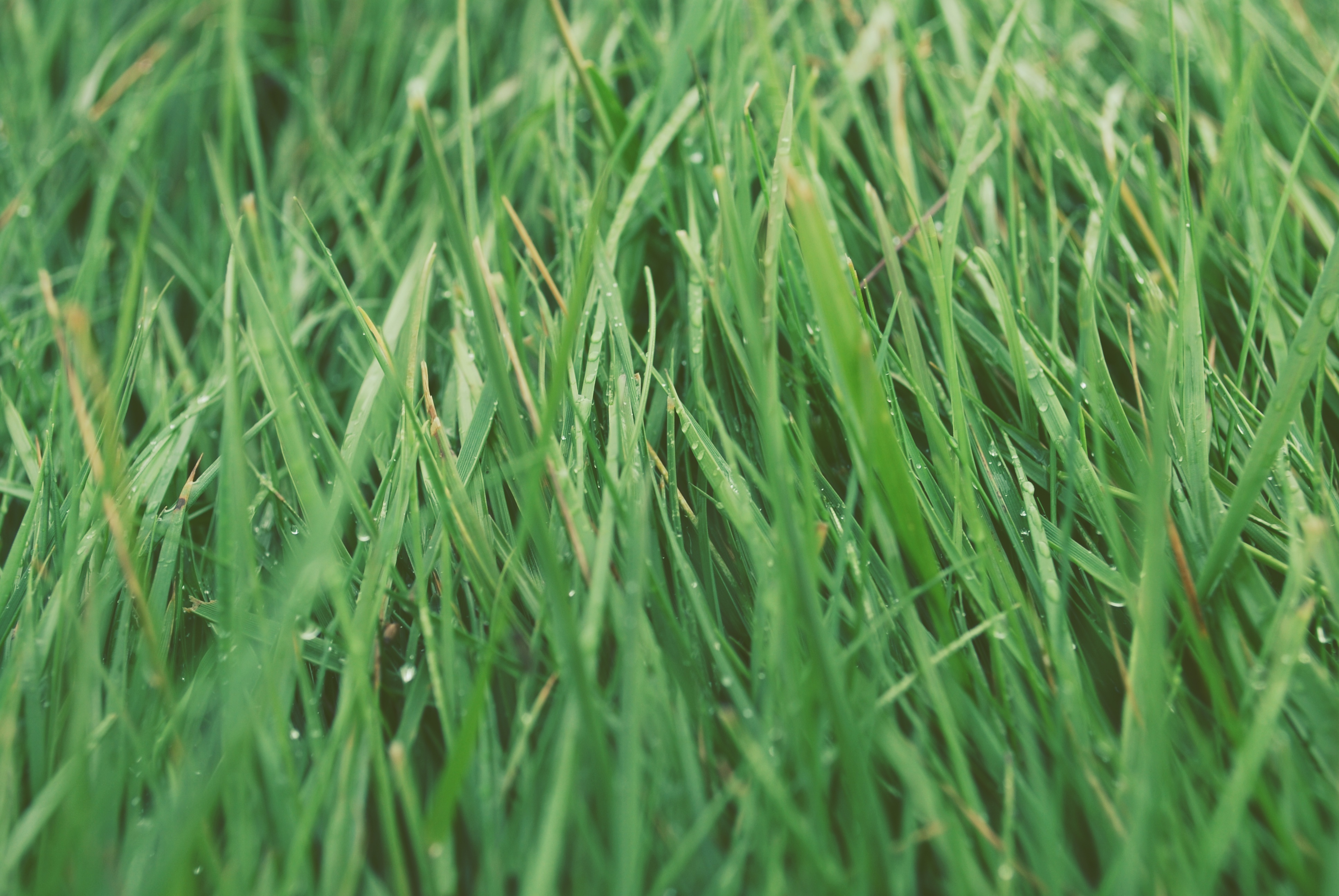 photo-The Grass Dew